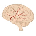 Human brain with blood vessels in profile Royalty Free Stock Photo